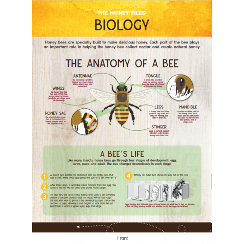 Honey Bee Biology Activity Sheet