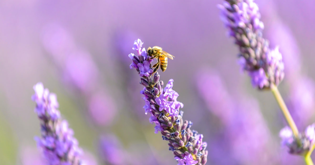 Garden to Glass: Pollinator-Inspired Beverages | National Honey Board