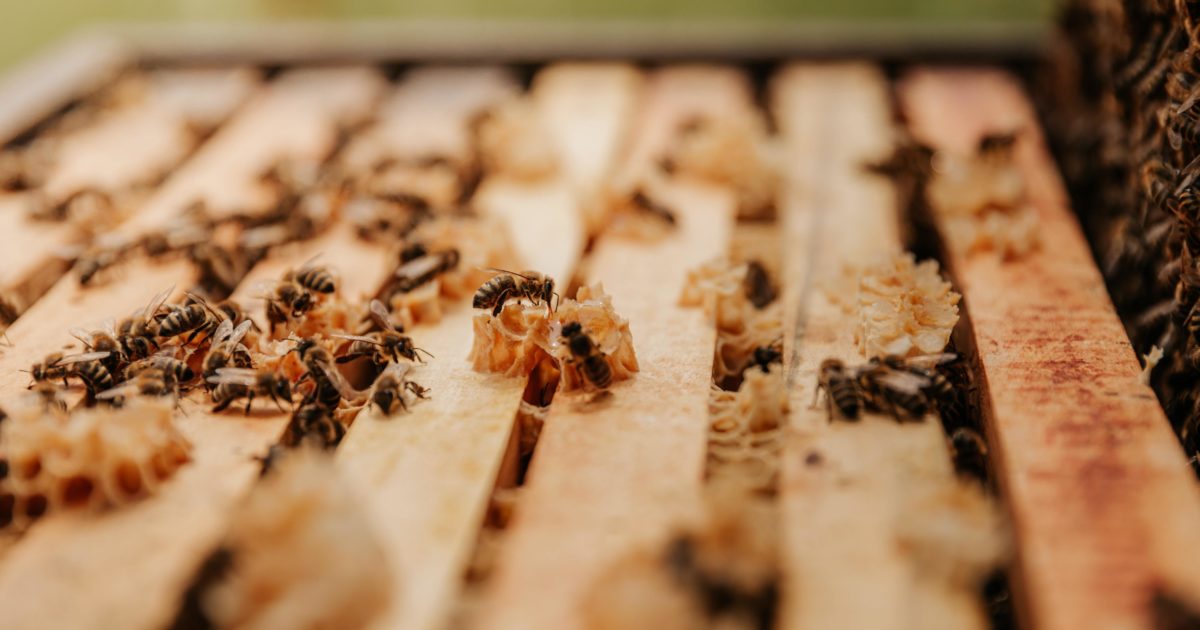 World Bee Day: Celebrating the Contribution of… | National Honey Board