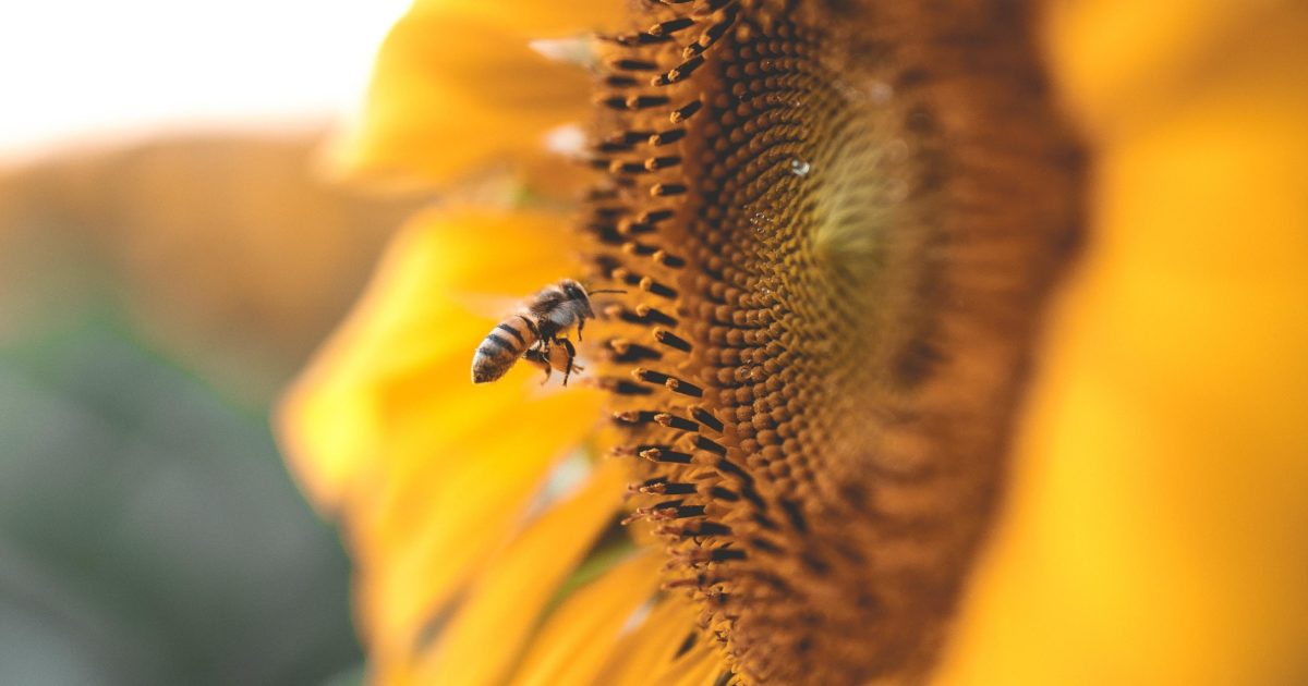 The Buzz on National Honey Bee Day | National Honey Board