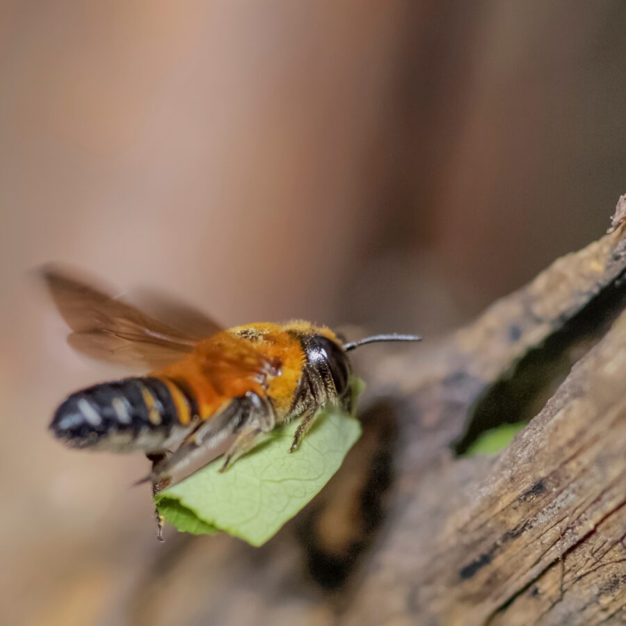 Know Your Bees  Greenstreet Gardens