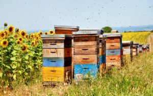 جعبه های زنبور عسل در مزرعه آفتابگردان