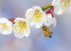 Bee and Flower Stem Shutterstock 299928002 copy