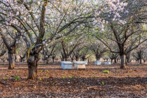 Beehives in Blooming Almond Orchard