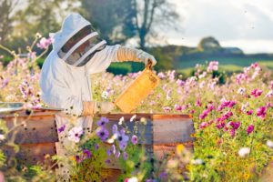 Beekeeper Frame Inspection
