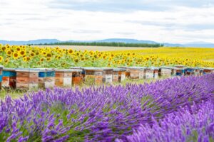 Hives Sunflowers Lavender
