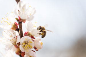 زنبور عسل روی شکوفه سفید و صورتی