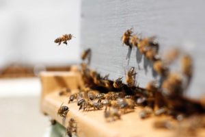 Honey Bees Entering White Hive Box