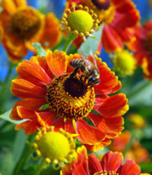 گل زنبور عسل
