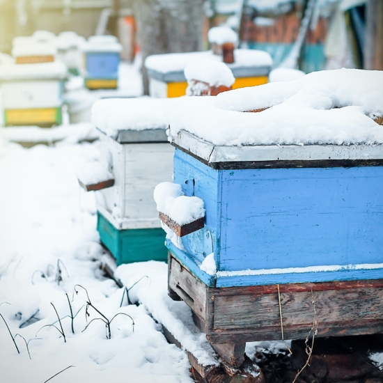 Bee Hive in Winter