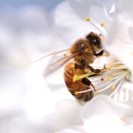 Bee on Flower Shutterstock 190425893