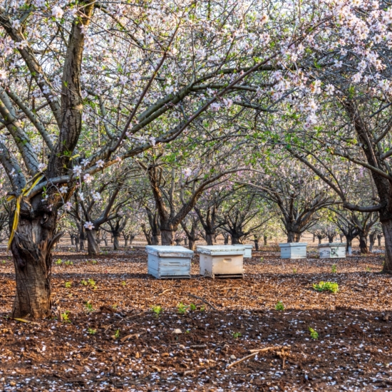 Beehives in Blooming Almond Orchard