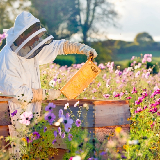 Beekeeper Frame Inspection