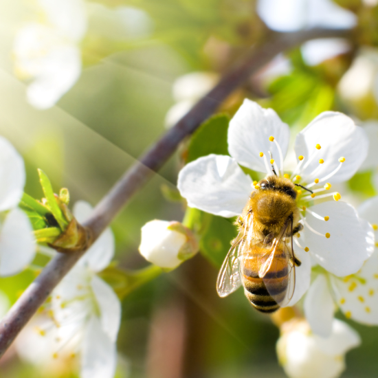 Honey Bee on Apple Blossom