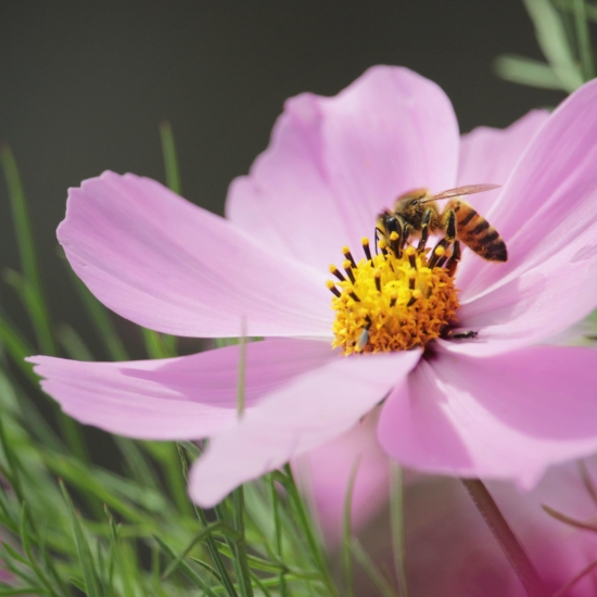 Honey Bee on Purple Blossom