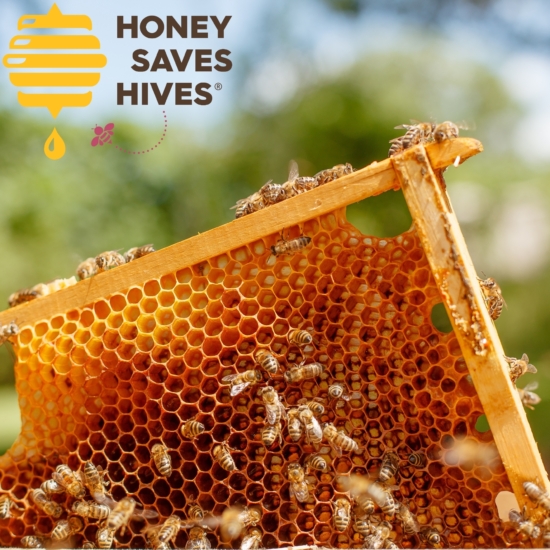 Honey Bees Building Frame with HSH logo square