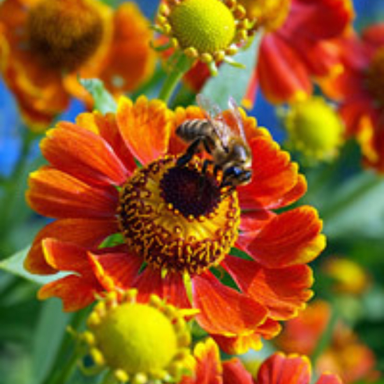 Beeflower